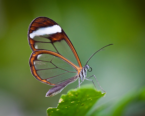 Glasswing Butterfly