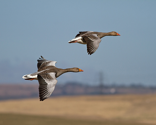 Greylag Geese