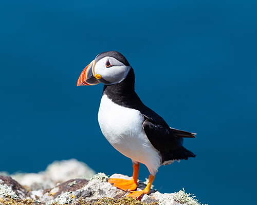 Puffin