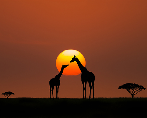 Giraffe Sunset