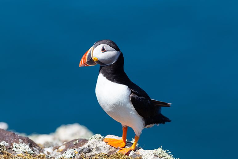 Puffin portrait with deep blue ocean background