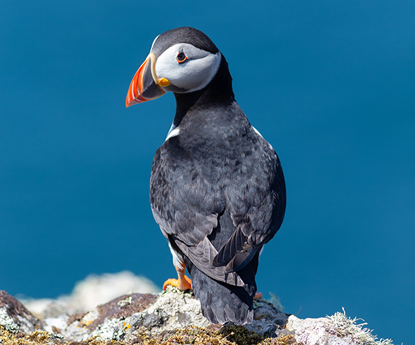 Puffin looking over its shoulder