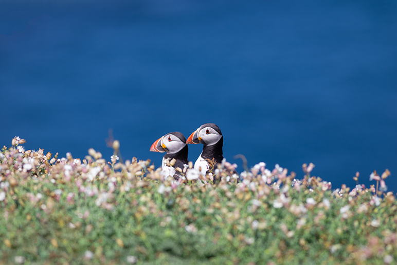 Puffin couple standing outside burrow