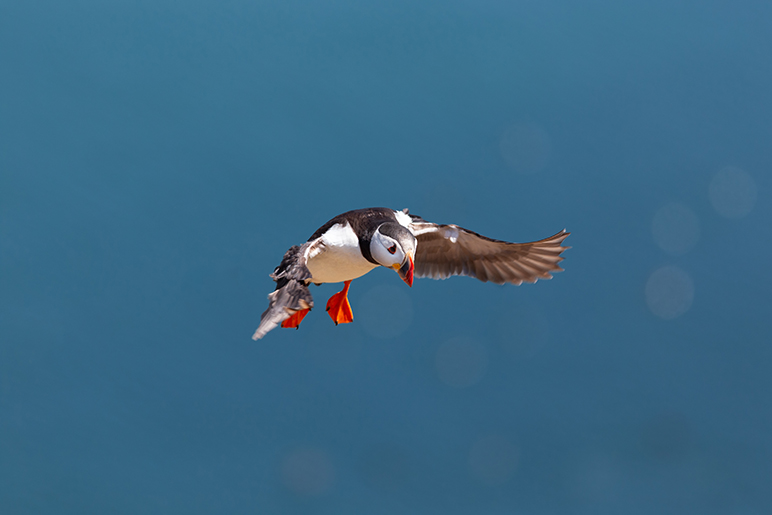 Puffin landing on Skomer Island