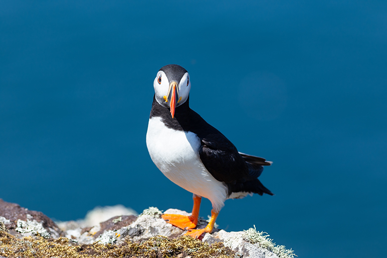 Puffin looking out over the cliffs
